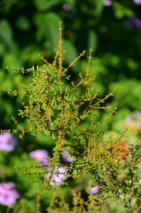 Olearia solandri